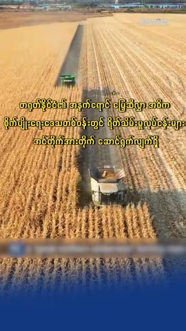 တရုတ်နိုင်ငံ၏ အနက်ရောင် မြေဆီလွှာ အဓိကစိုက်ပျိုးရေးဒေသတစ်ဝန်းတွင် ရိတ်သိမ်းမှုလုပ်ငန်းများ အင်တိုက်အားတိုက် ဆောင်ရွက်လျက်ရှိ